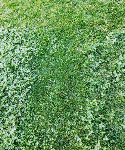 How to get rid of a clover lawn, according to gardening pros Real Homes