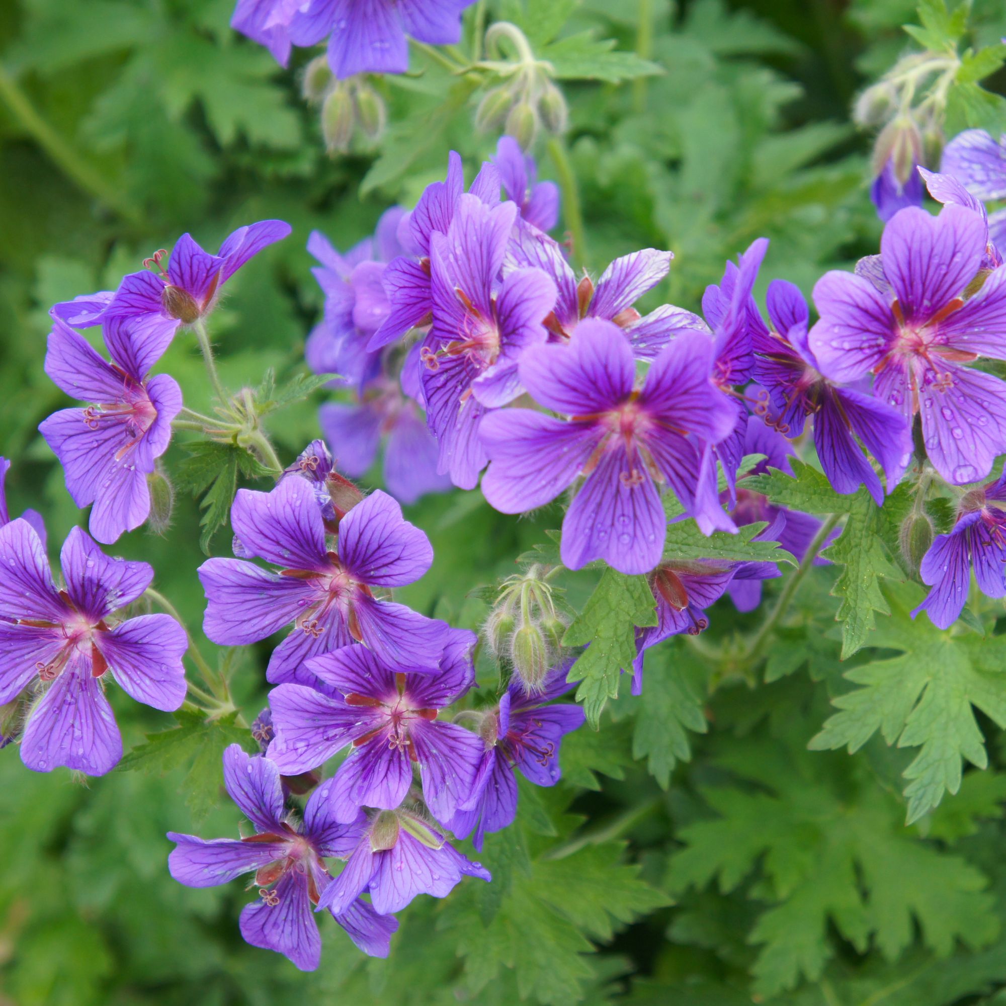 hardy geraniums