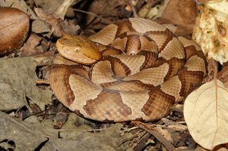 Copperhead snakes have a distinctive hourglass-shaped pattern.