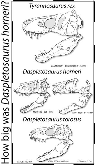tyrannosaur skulls