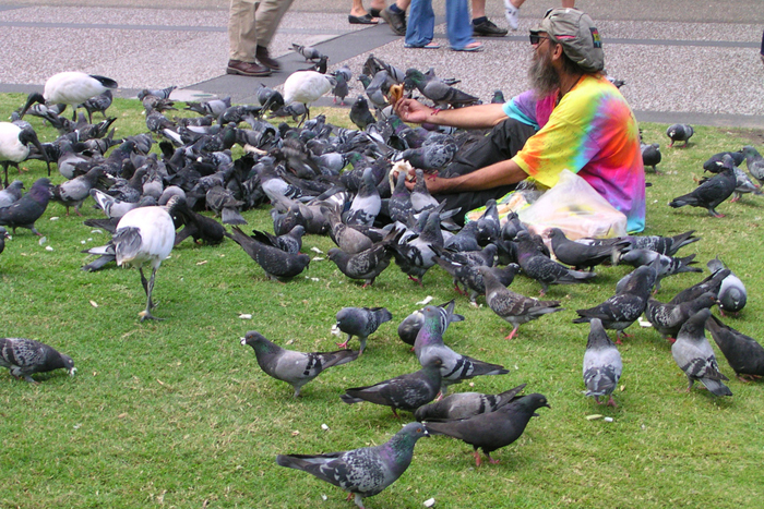 It’s a good thing it’s not just pigeons that live in Australia’s cities.