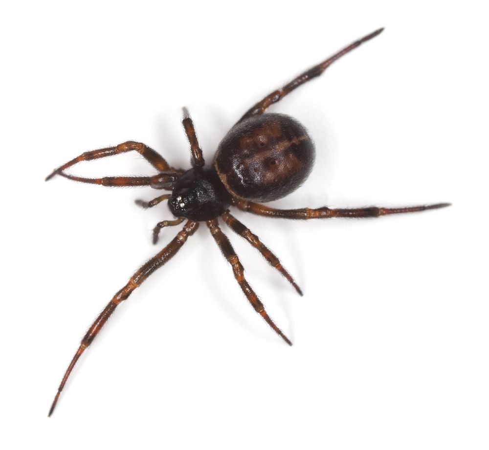 false-widow