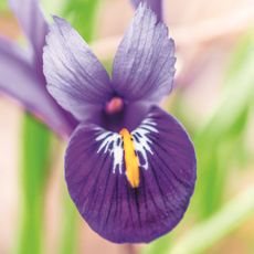 Iris reticulata ‘Harmony’ © Alamy Stock Photo