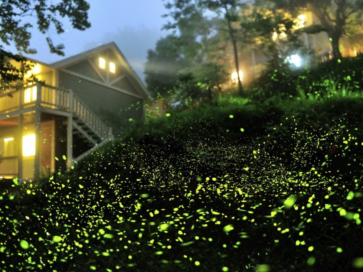 How Light Pollution Causes Firefly Population Decline Gardening Know How