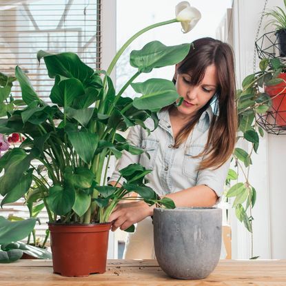A woman tends to a potted peace lily