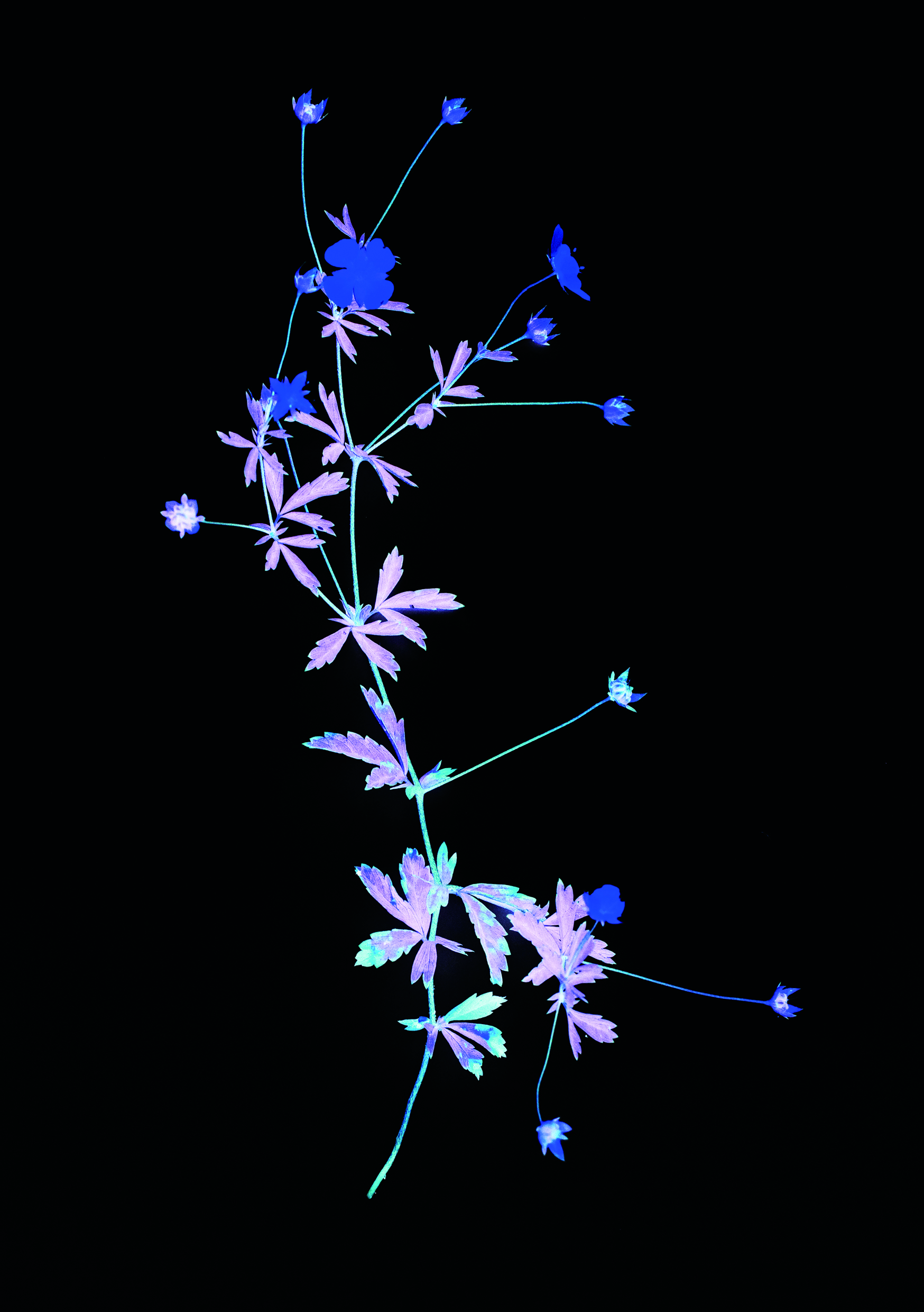 Cyanotype photograph showing pale, ghostly plant forms against a near-black background.
