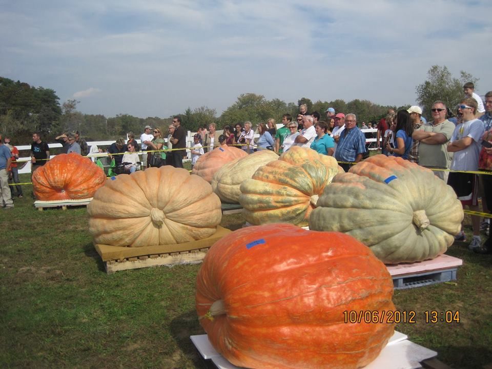 Some very large squash. 