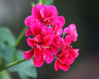 A pink geranium in closeup