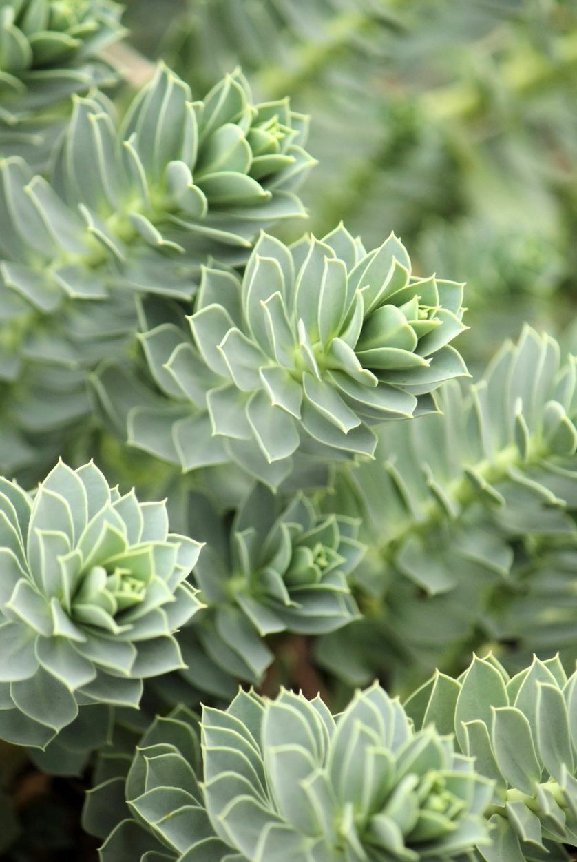 Succulent Plants