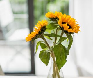 Sunflowers in a vase