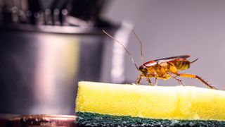 A cockroach sitting on a sponge in the kitchen