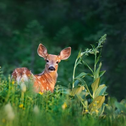 White tailed deer fawn in garden