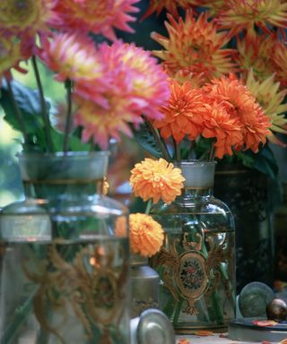 selection of cut dahlias in several vases