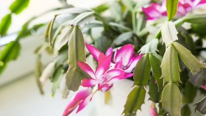 Thanksgiving cactus with pink flowers on windowsill