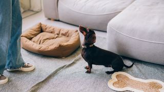 A well-behaved dachshund dog sitting on a patterned rug indoors, attentively looking up at its owner next to a soft couch.