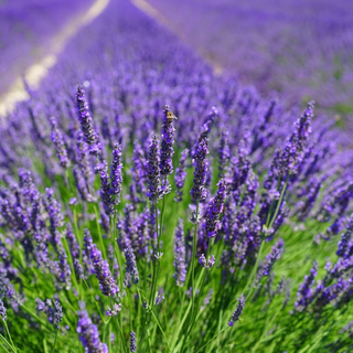 English Lavender 