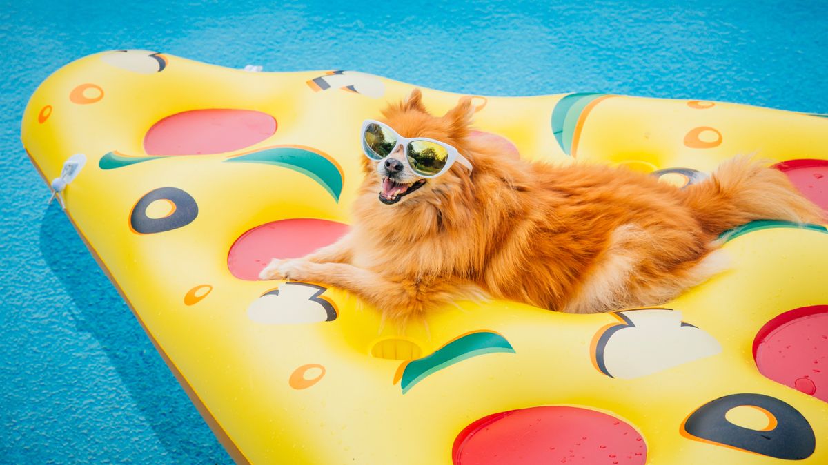 Pomeranian wearing sunglasses sitting on lounger in the pool