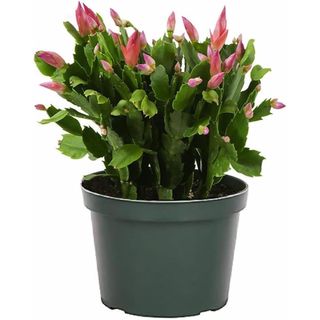 American Plant Exchange Christmas Cactus