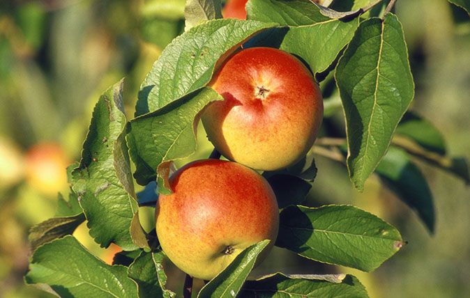 Gelber Berlepsch apples on a branch