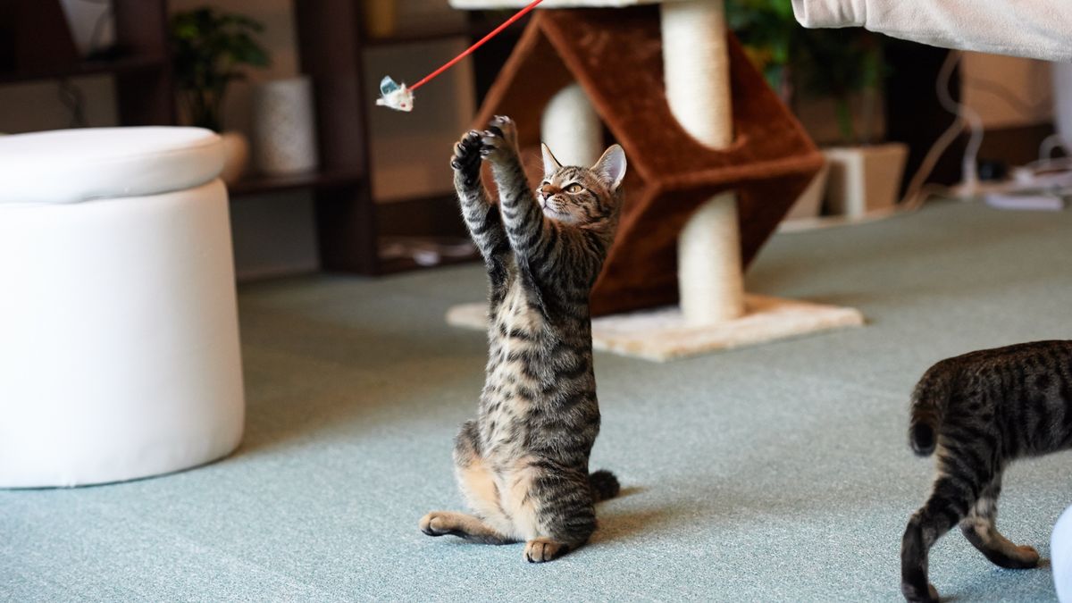 Top interactive cat toys in 2024 for stimulating your feline’s mind