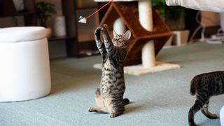 Cat playing with teaser wand