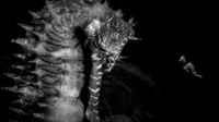 Black and white close-up of a seahorse with spiky texture and three smaller seahorses floating nearby against a dark background