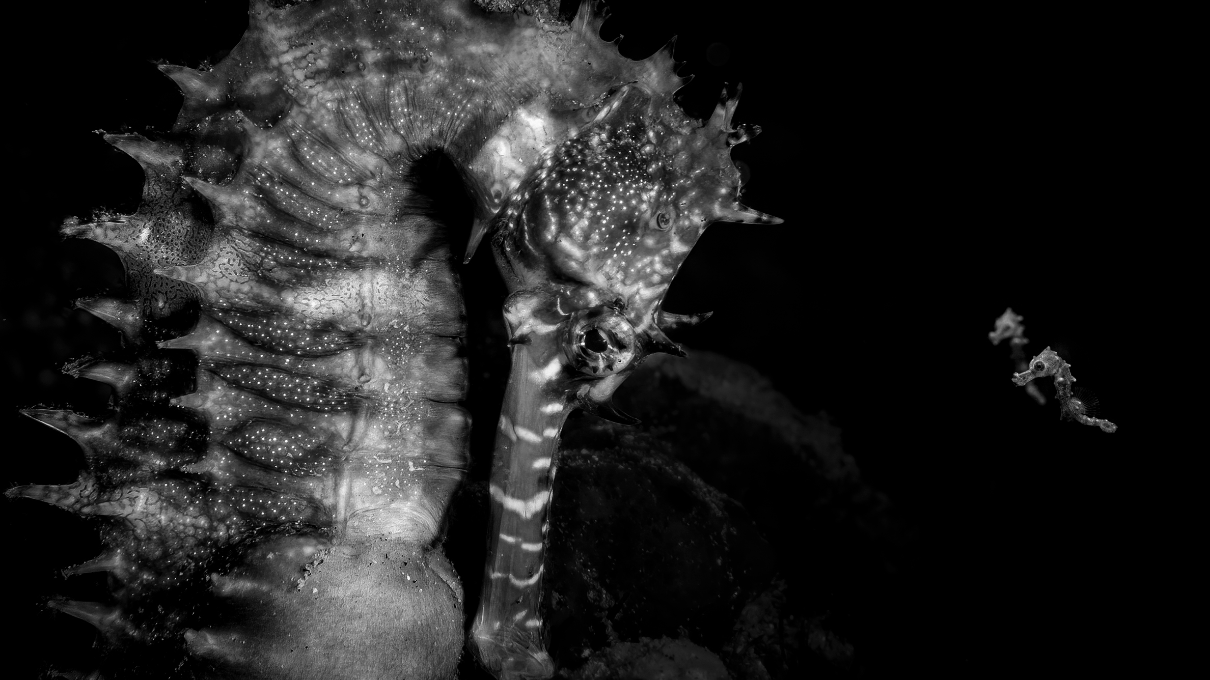 Black and white close-up of a seahorse with spiky texture and three smaller seahorses floating nearby against a dark background