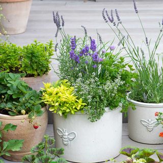 planters with herbs on a garden patio