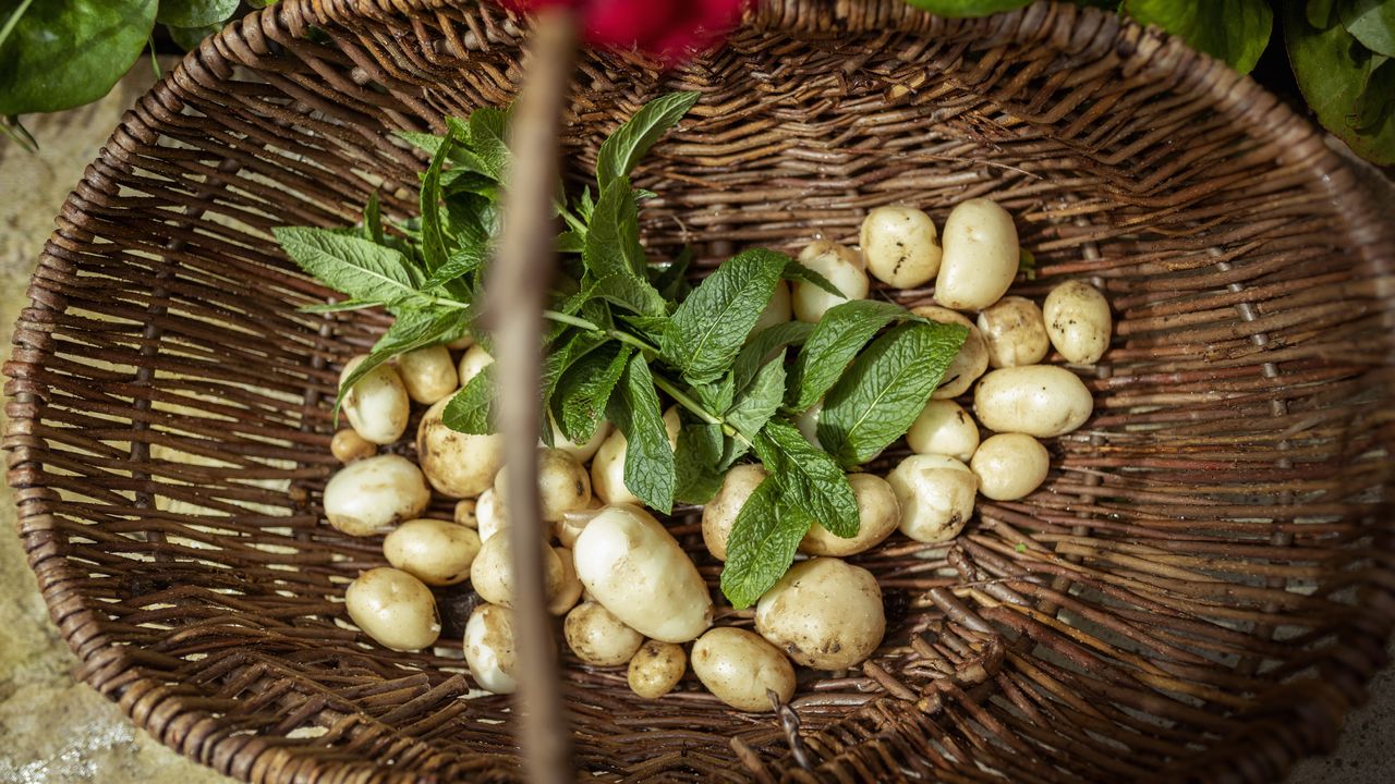 Monty Don&#039;s tip for planting new potatoes