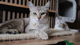 cat nail clipping: When and how to cut cat nails at home