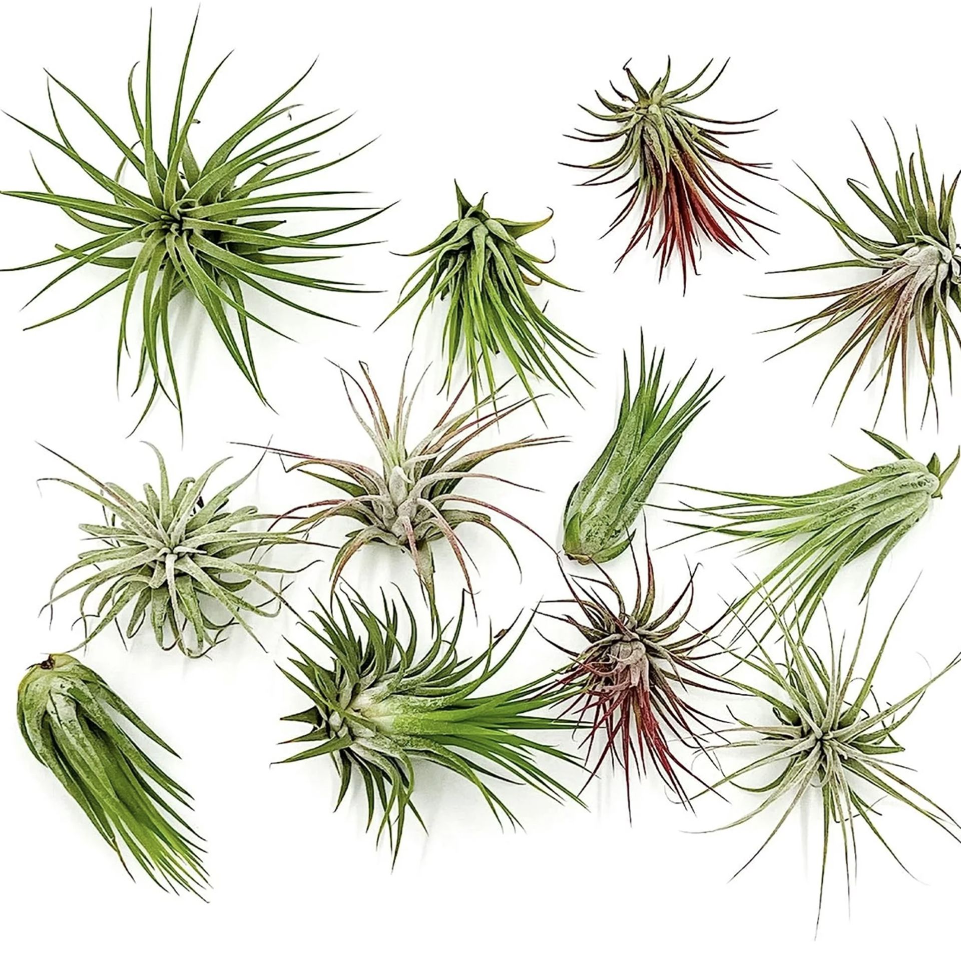 Types Of Air Plants 8 Varieties And How To Care For Them Homes And Types Of Air Plants 8 Varieties And How To Care For Them Homes And
