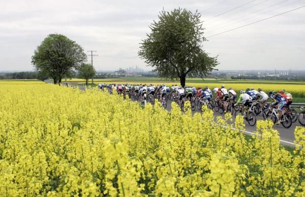 The peloton makes its way past some spring blossoms on the outskirts of Frankfurt