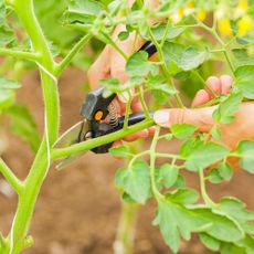 Taking cuttings from tomato plant