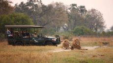 Lions sit on the delta in front of a safari jeep