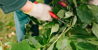 person cutting back back perennials