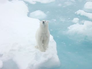 polar bear in the arctic ocean