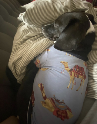 dog wearing t shirt