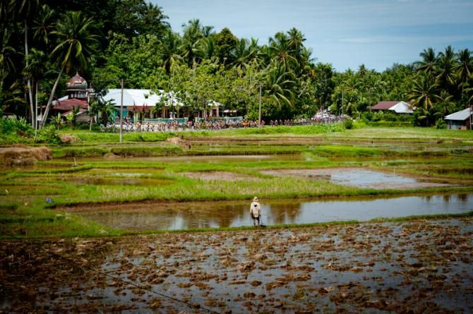 A lone cycling fan watches the Tour de Singkarak from his paddy field