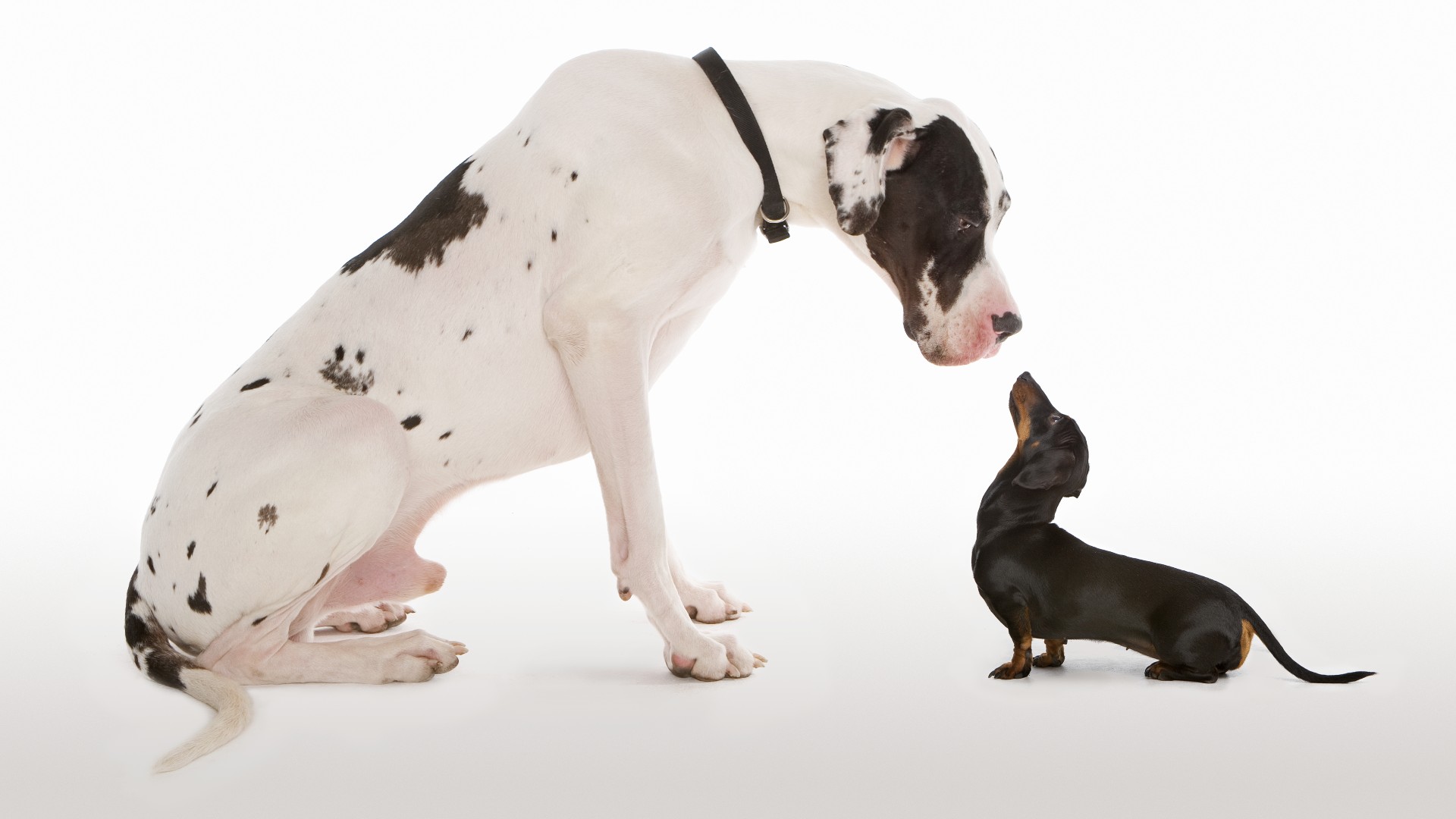 Harlequin Great Dane and Miniature Dachshund sitting face to face on a white background.