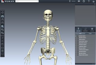 Biodigital human skeleton