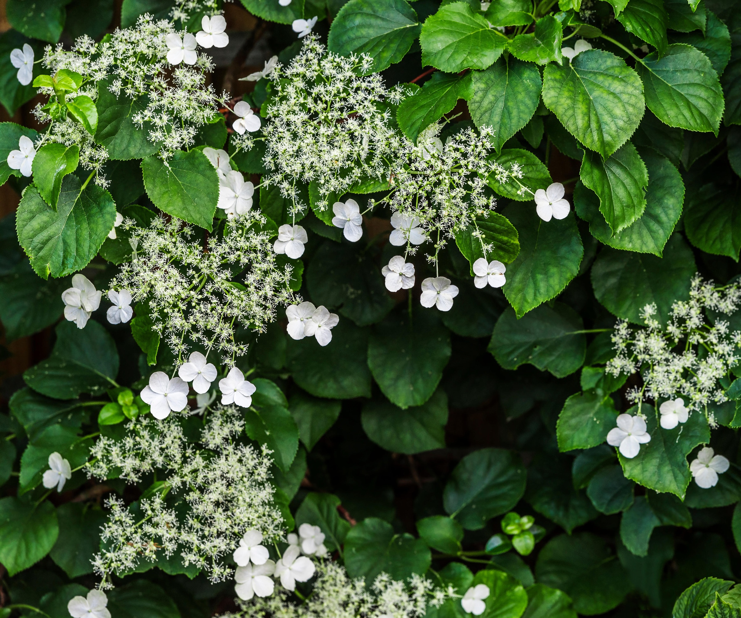 Climbing hydrangea, Hydrangea Petiolaris