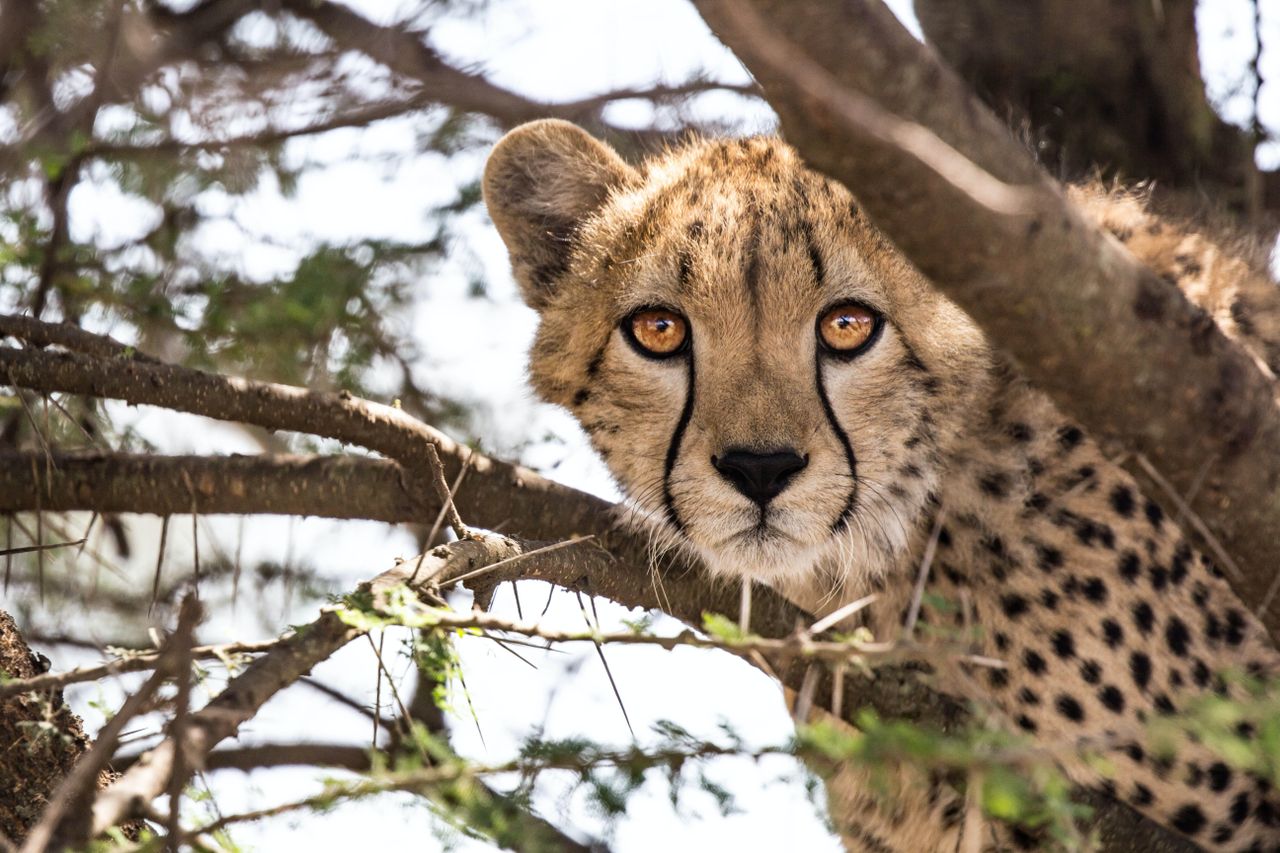 cheetah in india