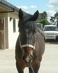 Blue-Cross-Harold.jpg