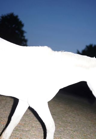 A white horse by Guy Bolongaro