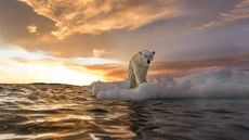 A polar bear walking on a floating chunk of ice at sunset near Harbor Islands in Canada.