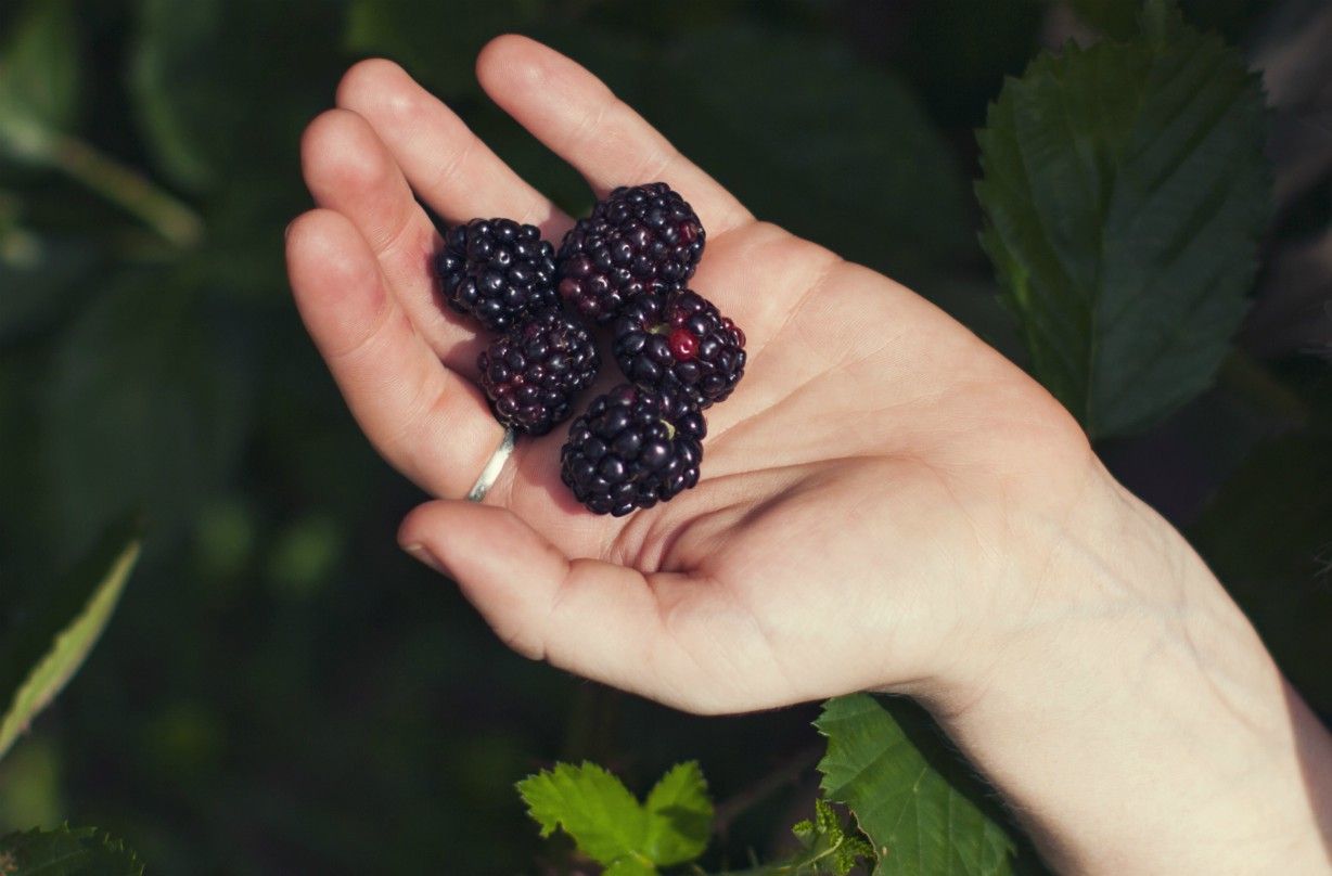 Blackberry picking