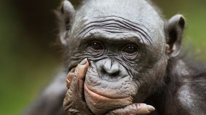 a close up of a bonobo face holding its jaw as it looks a the camera