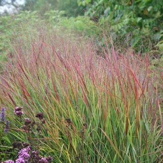 Panicum virgatum 'Rehbraun'