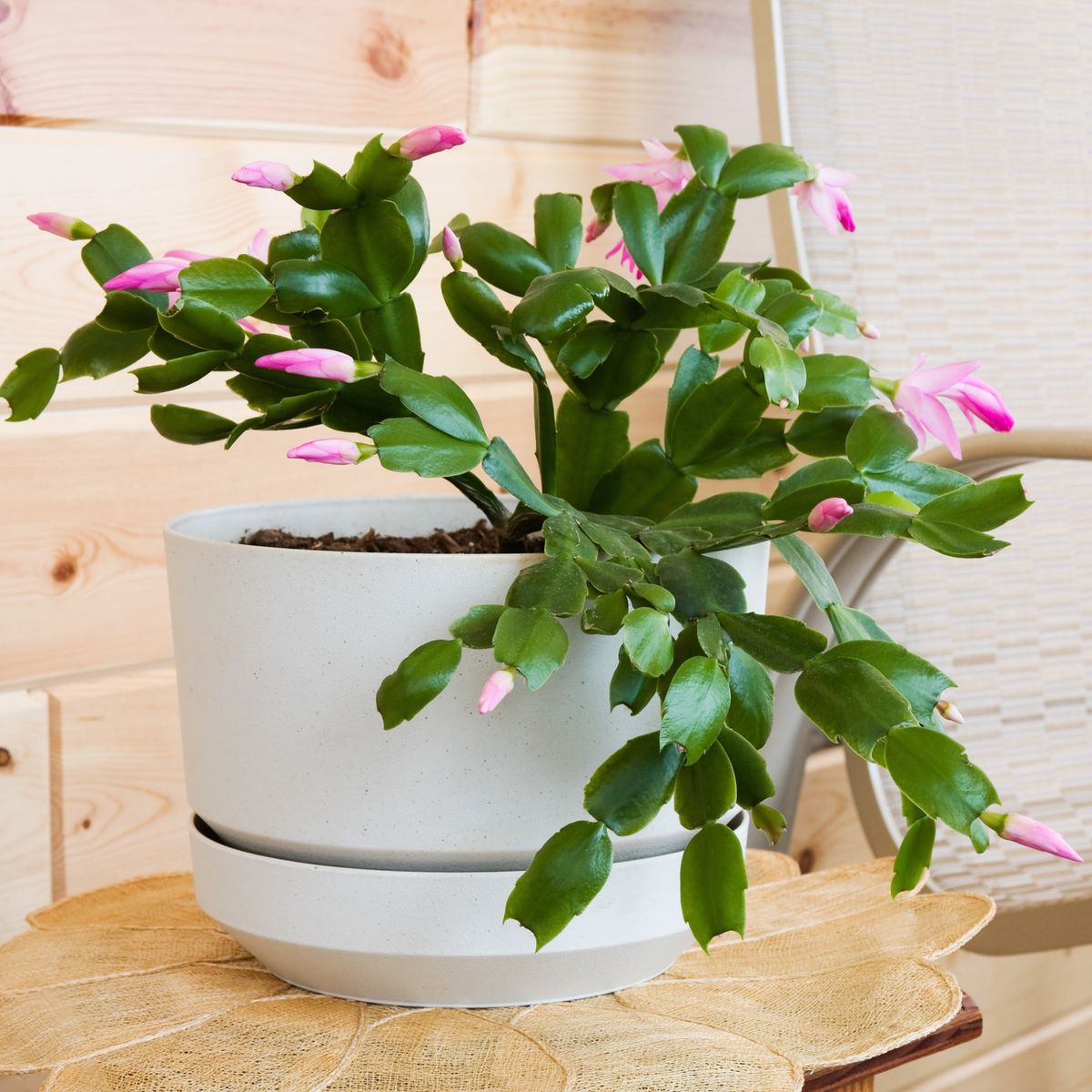 How to repot a Christmas cactus for a thriving plant | Ideal Home