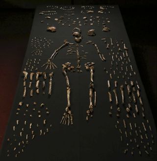 Researchers unearthed fossils from at least 15 individuals belonging to the newfound species, Homo naledi, in the Rising Star cave system in South Africa.